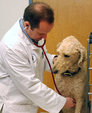 Internal Medicine for Wainscott Pets